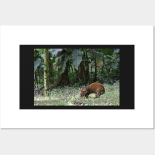 Agouti Posters and Art